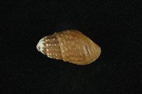 藏品(瘤蜷)的圖片